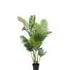 Areca Palme