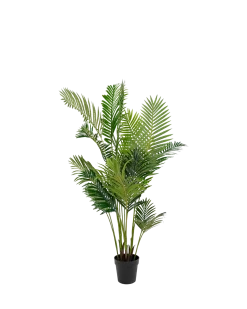 Areca Palme