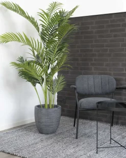 Areca Palme