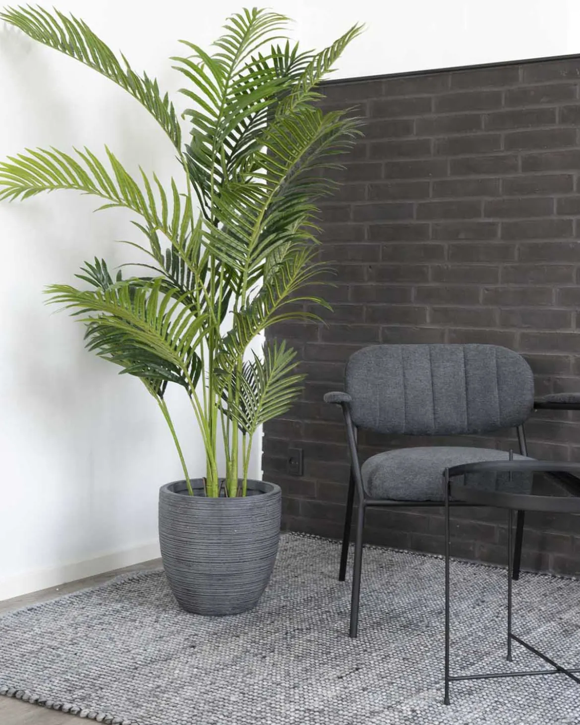 Areca Palme