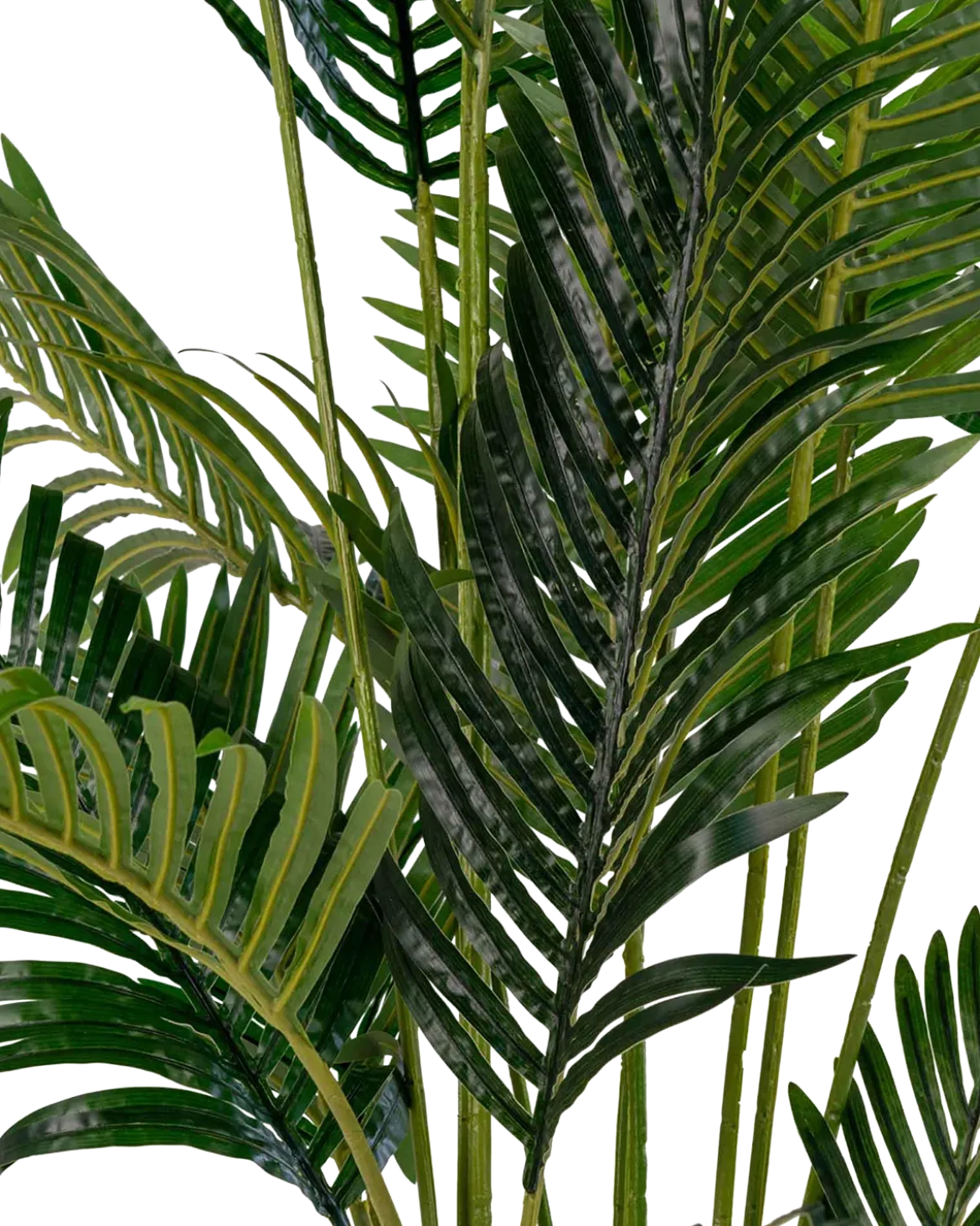 Areca Palme