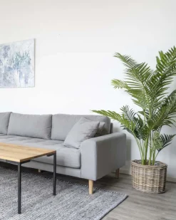 Areca Palme