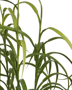 Græs Plante