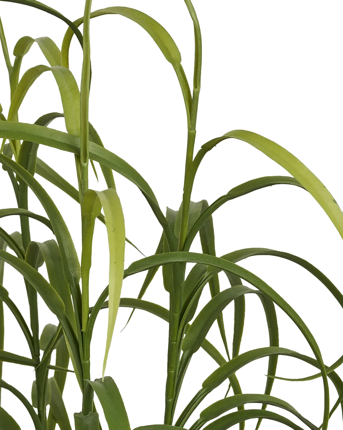 Græs Plante