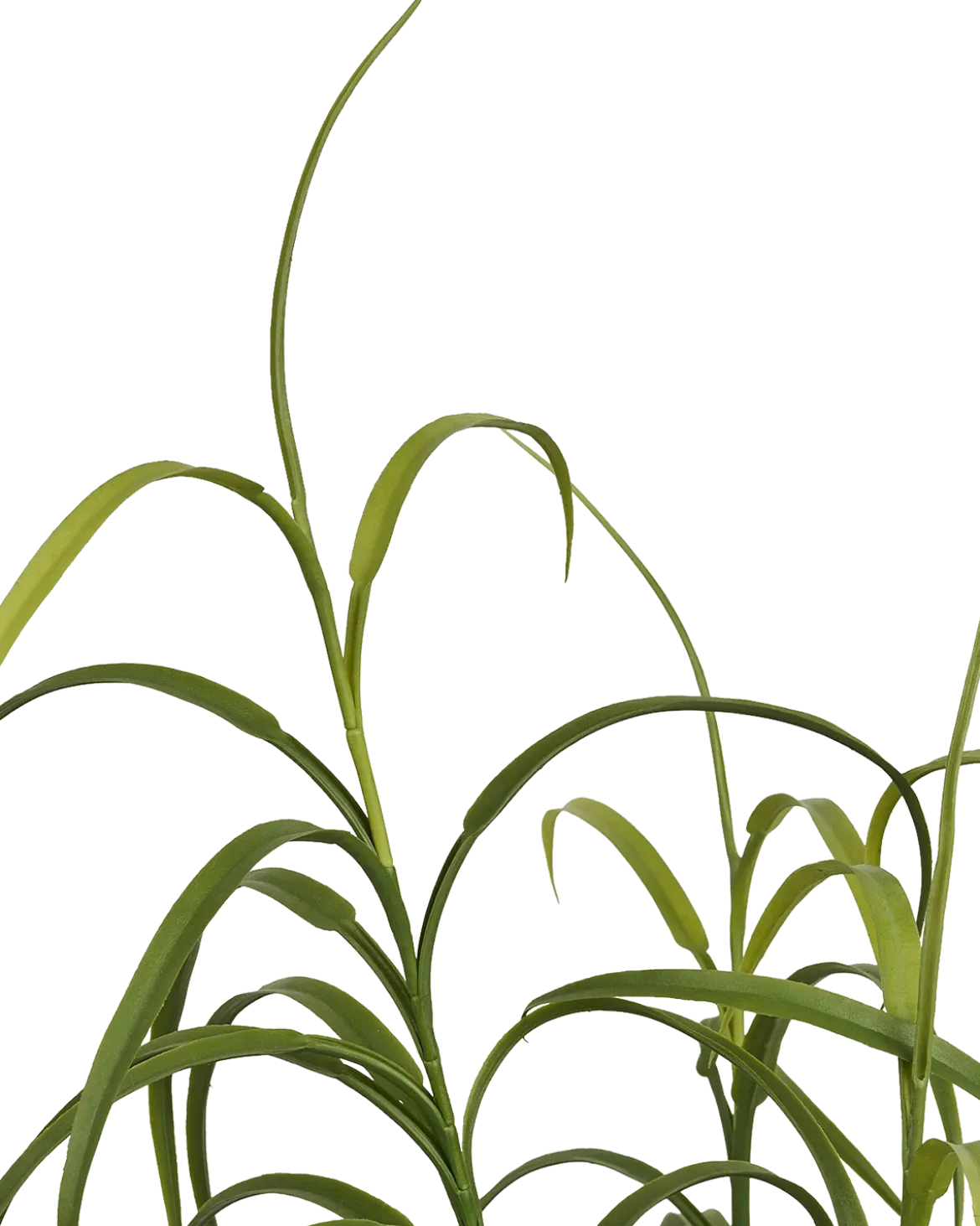 Græs Plante