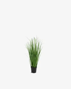 Poa grass Pynt