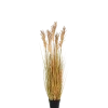 Sorghum Grass
