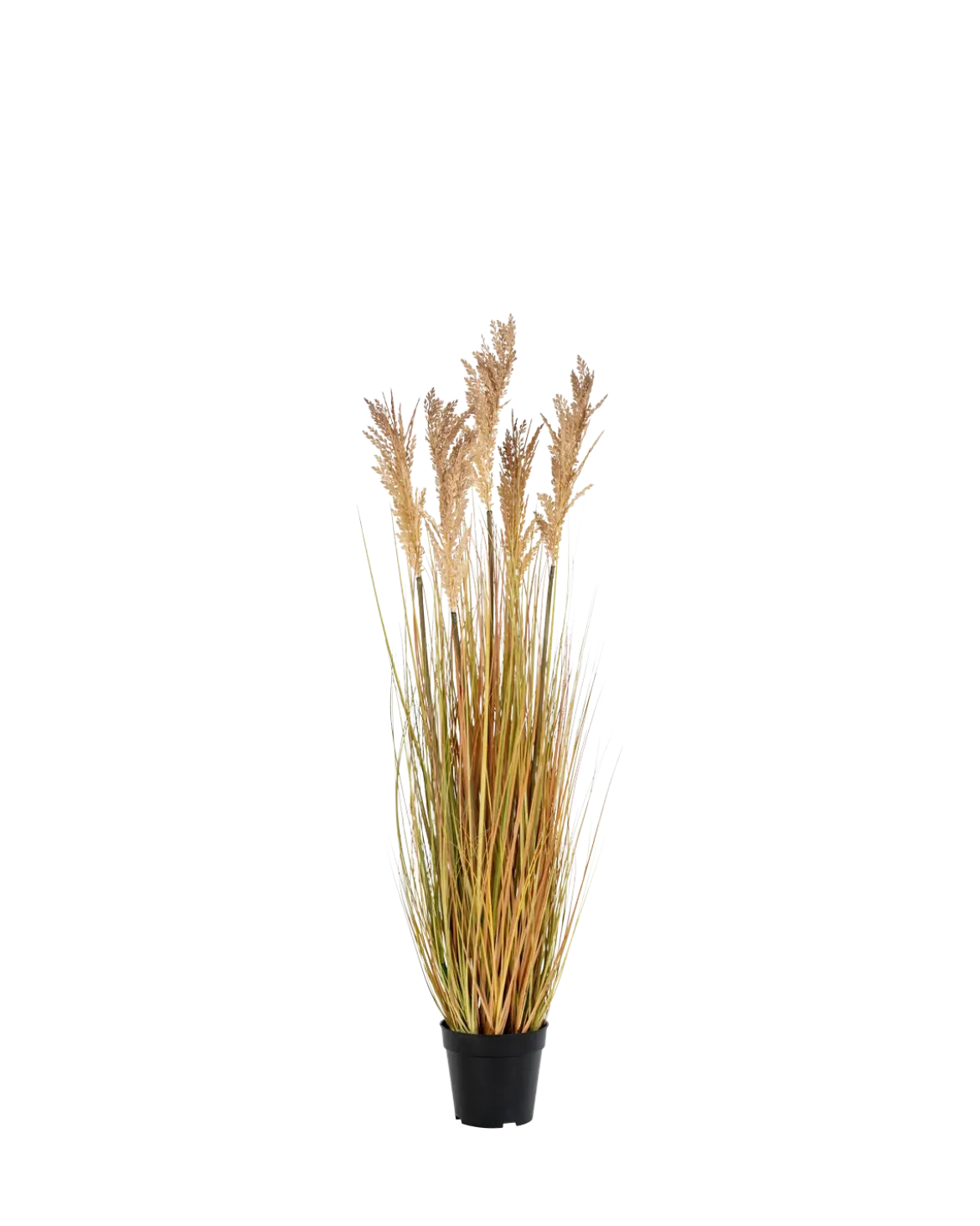 Sorghum Grass